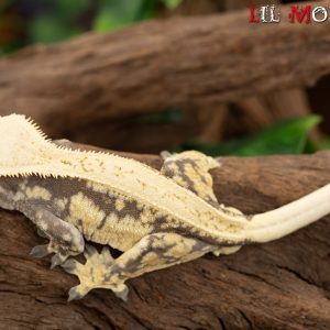 Pangea - Extreme Pin » LIL MONSTERS Reptiles
